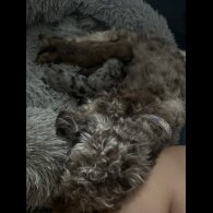 Shih Tzu - Both