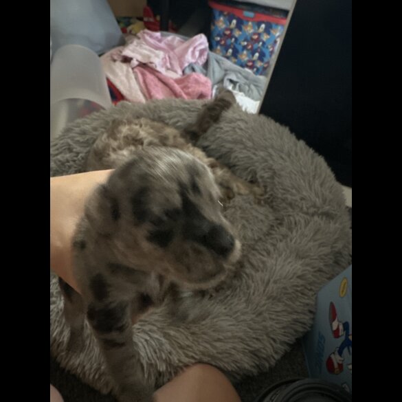 Shih Tzu - Both