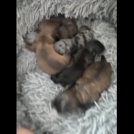Shih Tzu - Both