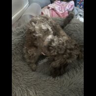 Shih Tzu - Both