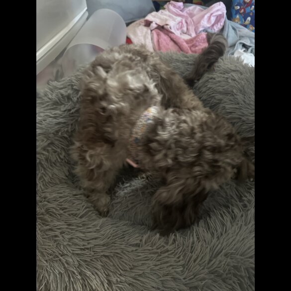 Shih Tzu - Both