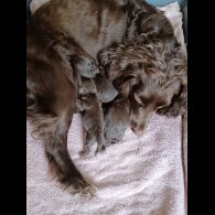 Cockapoo - Both