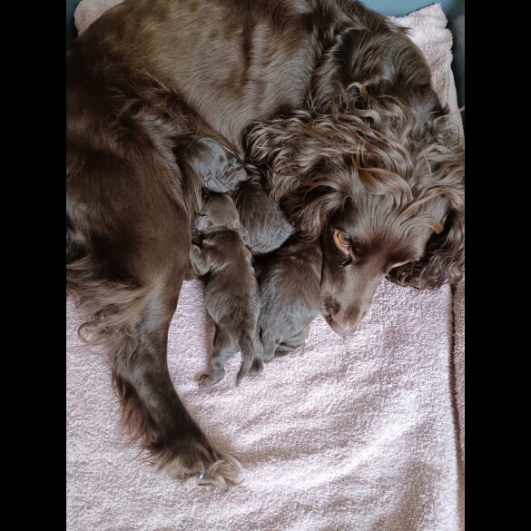 Cockapoo - Both
