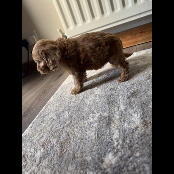Cockapoo - Both