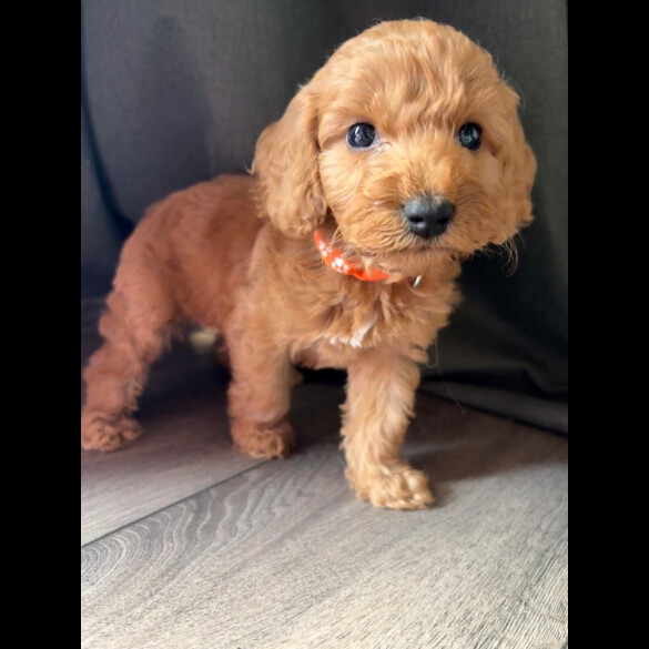 Cockapoo - Both