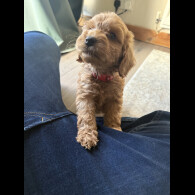 Cockapoo - Both