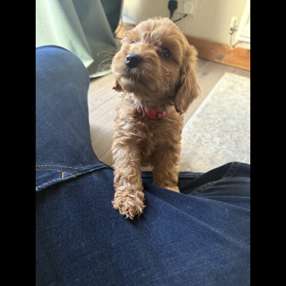 Cockapoo - Both