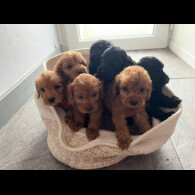 Cockapoo - Both