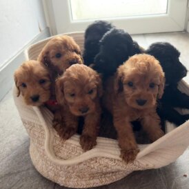 Cockapoo - Both
