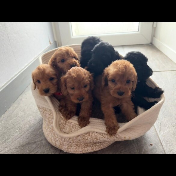 Cockapoo - Both