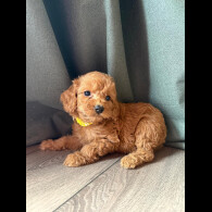 Cockapoo - Both