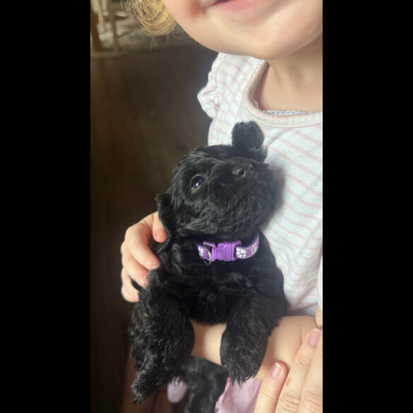 Cockapoo - Both