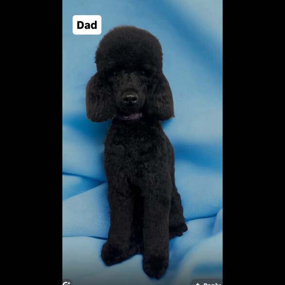 Cockapoo - Both