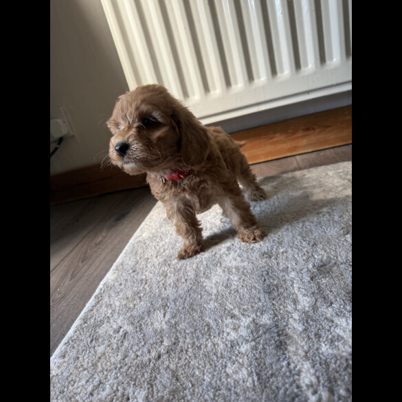 Cockapoo - Both