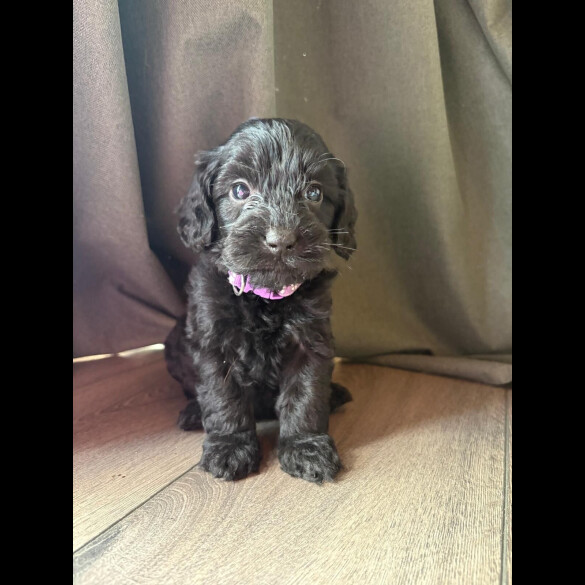 Cockapoo - Both