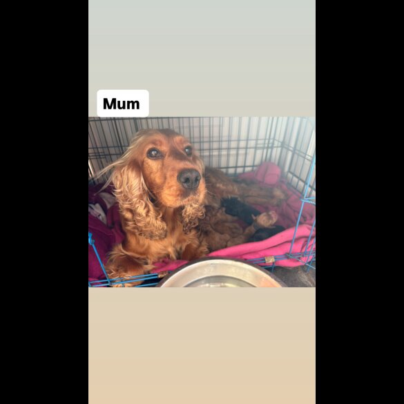 Cockapoo - Both