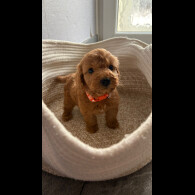 Cockapoo - Both