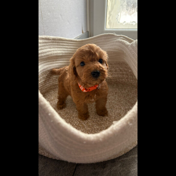 Cockapoo - Both