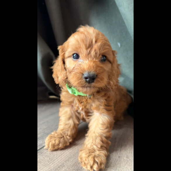 Cockapoo - Both