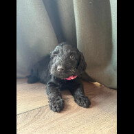 Cockapoo - Both