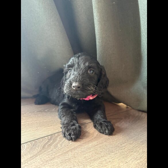 Cockapoo - Both