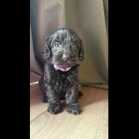 Cockapoo - Both