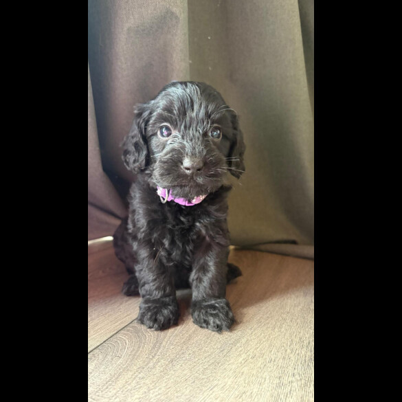 Cockapoo - Both