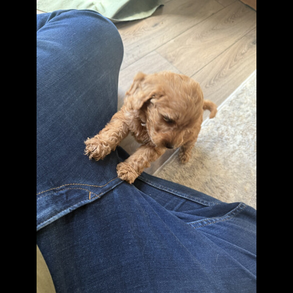 Cockapoo - Both