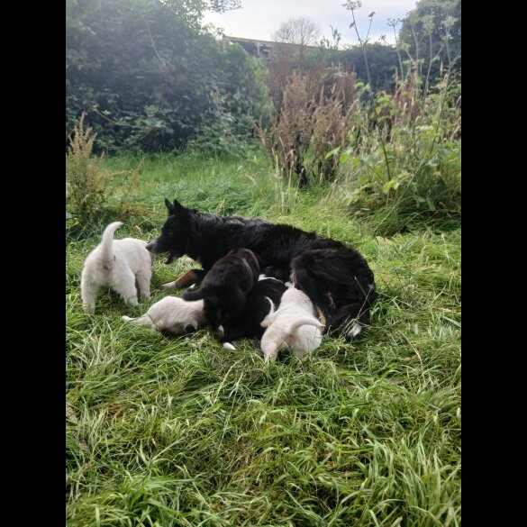 Border Collie - Both
