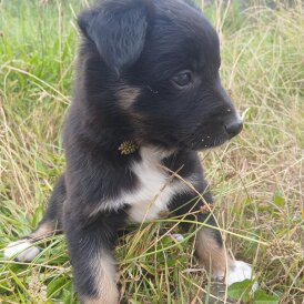 Border Collie - Bitches