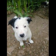 Border Collie - Both