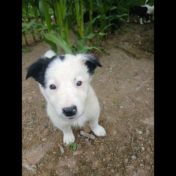 Border Collie - Both