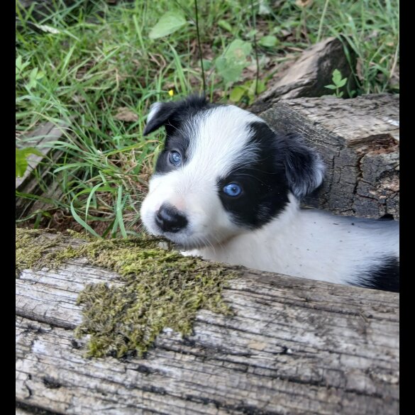 Border Collie - Both