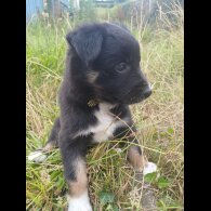 Border Collie - Both
