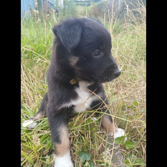 Border Collie - Both