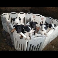 Border Collie - Both
