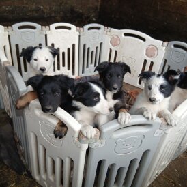 Border Collie - Both