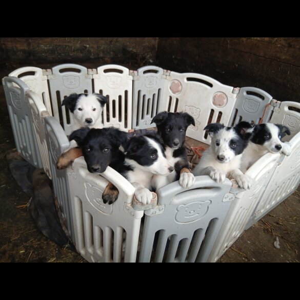 Border Collie - Both
