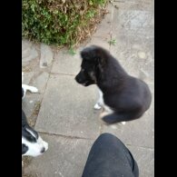 Border Collie - Bitches