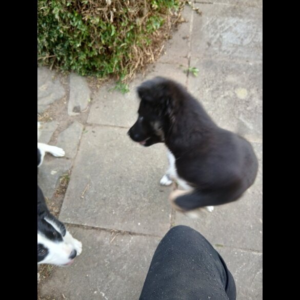 Border Collie - Bitches