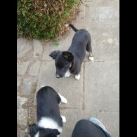 Border Collie - Bitches