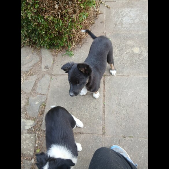 Border Collie - Bitches