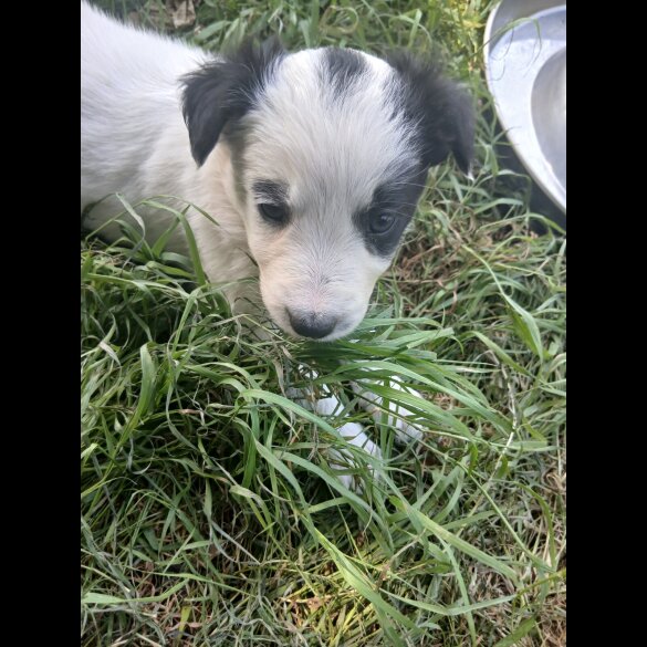 Border Collie - Both