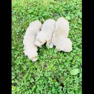 Dachshund (Standard &amp; Miniature) - Both