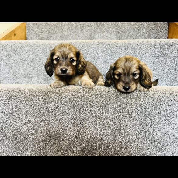 Dachshund (Standard &amp; Miniature) - Both
