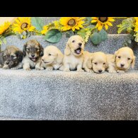 Dachshund (Standard &amp; Miniature) - Both