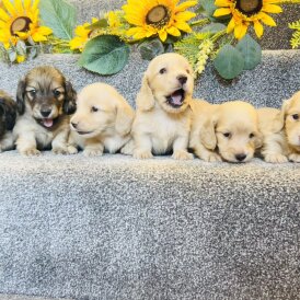 Dachshund (Standard &amp; Miniature) - Both