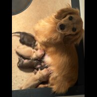 Dachshund (Standard &amp; Miniature) - Both