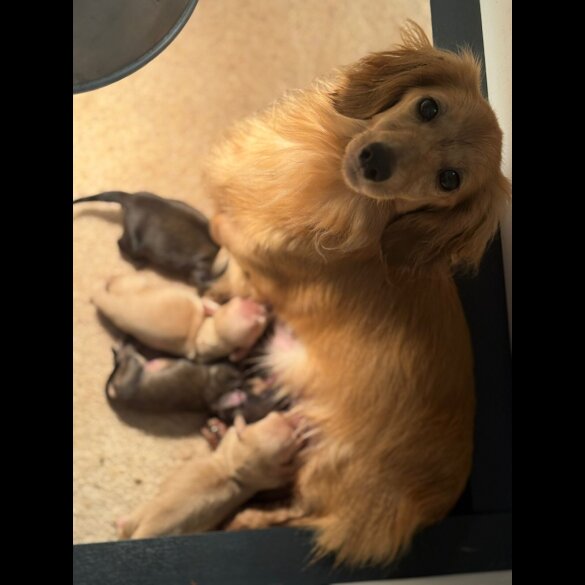 Dachshund (Standard &amp; Miniature) - Both
