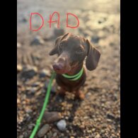Dachshund (Standard &amp; Miniature) - Dogs